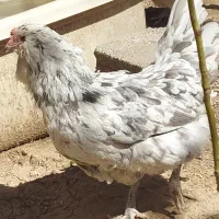 جوجه آمریکانا (مرغی با تخم های آبی رنگ )|حیوانات مزرعه|تهران, گلستان (شهرک راه آهن)|دیوار