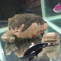 دو عدد روح ماهی