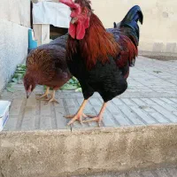 فروش یک خروس خاص|حیوانات مزرعه|هشتگرد, فاز ۱ مهستان|دیوار