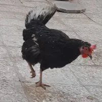 مرغ درشهر بستان