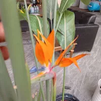 پرنده بهشتی غول پیکر با 30% تخفیف شب یلدا