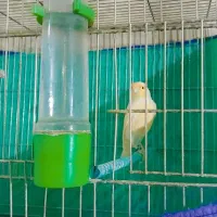 قناری موزاییکی