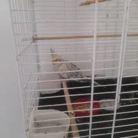 عروس هلندی با قفس|پرنده|شاهین‌شهر, گرگاب|دیوار