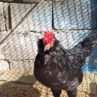 خروس گلین سیاه ریشی چهلتاج. و مرغ طوسی ریشی چهلتاج|حیوانات مزرعه|کاکی, |دیوار