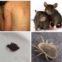 سمپاشی موریانه سوسک ساس مورچه کنه موش شپش سمپاشی