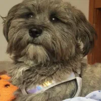 سگ گم شده اشپیز شیتیز