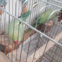 ملنگو مولد|پرنده|تاکستان, |دیوار