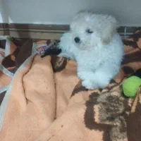 سگ نژاد پودل