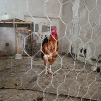 مرغ خروس