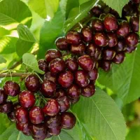 هرس اصولی ،طرح دهی و باردهی درختان