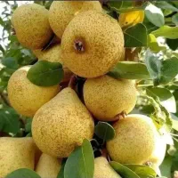 نهالستان صنوبر و گردو و بادام دیرگل ظمانتی|خدمات باغبانی و درختکاری|تهران, امام زاده عبدالله|دیوار