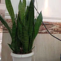 گل سانسوریا