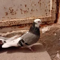 کبوتر شازده سرول درجه یک جفت با جوجه دوکت سبز|پرنده|ابهر, |دیوار