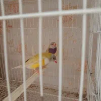 فنچ گلدین|پرنده|مشهد, کوی المهدی|دیوار