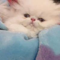 گربه پرشین|گربه|مهاباد (آذربایجان غربی), |دیوار