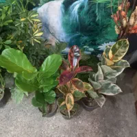 گلهای اپارتمانی مناسب