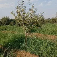 نیازمند باغبان حرفه ای شراکت|خدمات باغبانی و درختکاری|قزوین, |دیوار