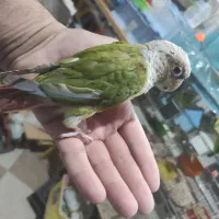 جوجه گرینچیک رام و دستی و سختگو