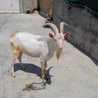 چپش سانن|حیوانات مزرعه|شیراز, گل سرخ|دیوار