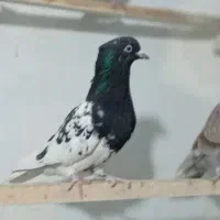 کبوتر|پرنده|ملایر, |دیوار