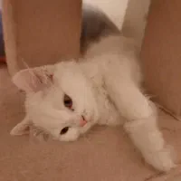 بریتیش|گربه|کرمانشاه, |دیوار