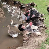 بوقلمون وغاز|حیوانات مزرعه|سنگر, |دیوار