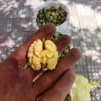 فروش گردو