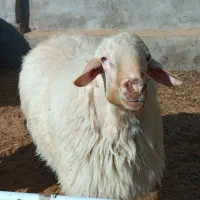 قوچ تخمی کاربلد