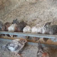 جوجه فروشی یک روزه و چهل روزه