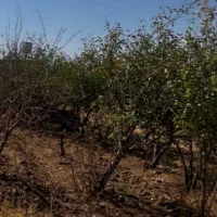 250متری-باغچه-سهیلیه-زعفرانیه-ارکیده-اطلسی