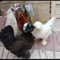 مرغ وخروس سالم