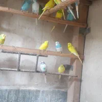 مرغ عشق بالغ|پرنده|بهشهر, |دیوار