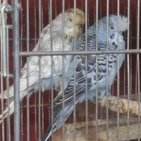 مرغ عشق گریدa|پرنده|تهران, میدان میوه و تره‌بار مرکزی|دیوار