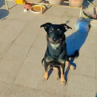 گمشده. مژدگانی به یابنده