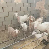 فروش ۳عدد بز دورگ سانان