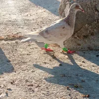 پلاکی و دورگ|پرنده|کازرون, |دیوار