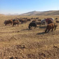 نعمت|حیوانات مزرعه|چنارود, |دیوار