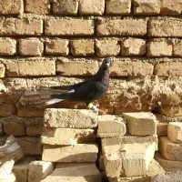 کبوتر رنگی و هفترنگ|پرنده|تاکستان, |دیوار