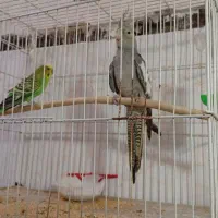 یک عدد عروس هلندی و مرغ عشق