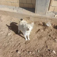 سگ زیبا وبازیگوش