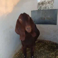 بز ماده|حیوانات مزرعه|چناران, |دیوار