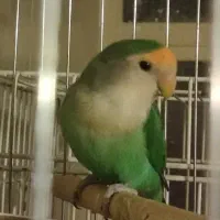کوتوله ماده