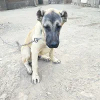 توله سرابی ۵ماه نر|سگ|چهارباغ, |دیوار