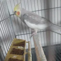 عروس هلندی فروشی|پرنده|تنکابن, |دیوار