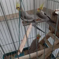 فروش ۶ عدد طوطی عروس با ۴ عدد بچه با قفس|پرنده|آستانه اشرفیه, |دیوار