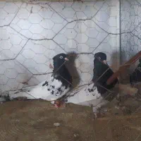 ۴عدد جوجه و نر سرسیا سینه سیا معاوضه با پلنگ|پرنده|زرند, |دیوار