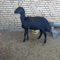 دو عدد بره ماده قره غزل افشار سیاه لخت..گوسفند میش