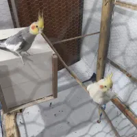 جفت عروس هلندی لوتینو تخم گذار|پرنده|کرمان, |دیوار