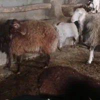 دو عدد بره قوچ|حیوانات مزرعه|راز وجرگلان, |دیوار