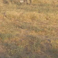 مادیان ۵ساله نژاد کرد یورقه|اسب و تجهیزات اسب‌سواری|قزوین, |دیوار